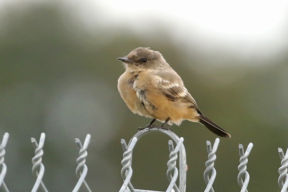 Say's Phoebe - ML644230827