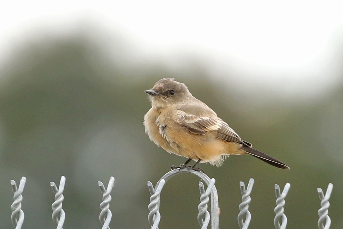 Say's Phoebe - ML644230828