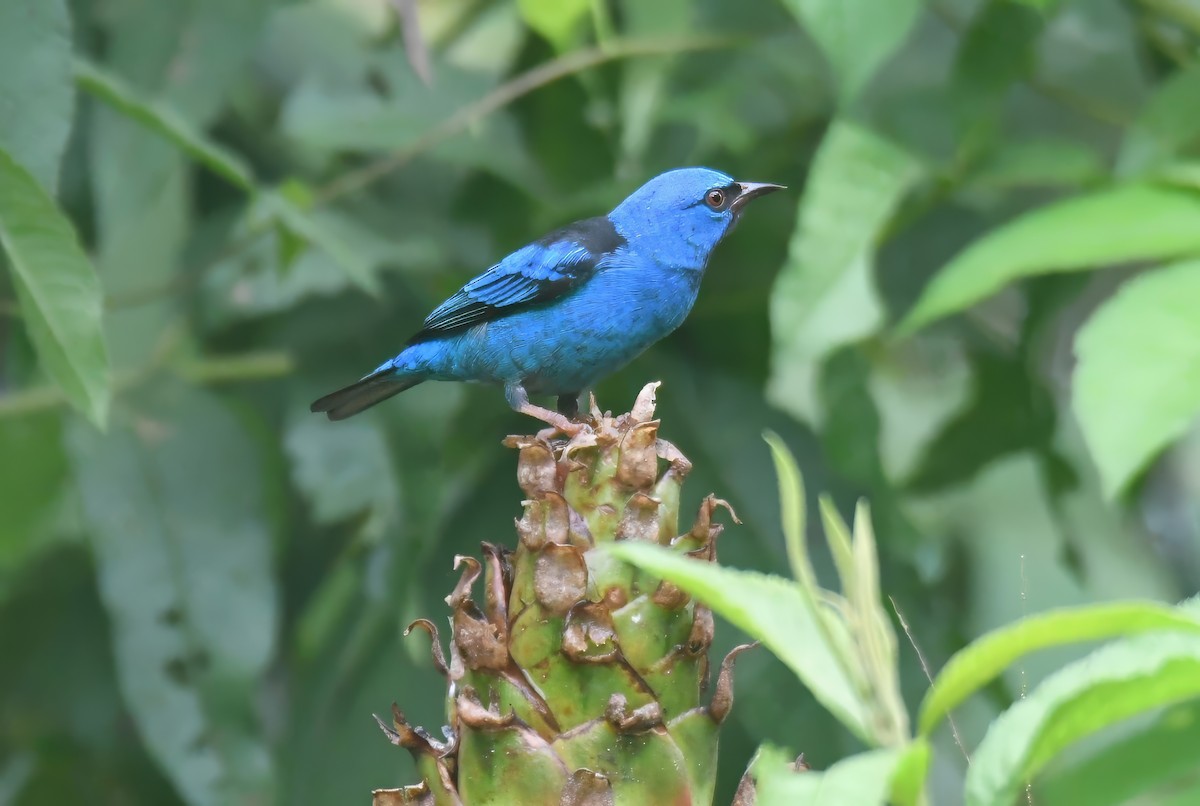 Blue Dacnis - ML644230839