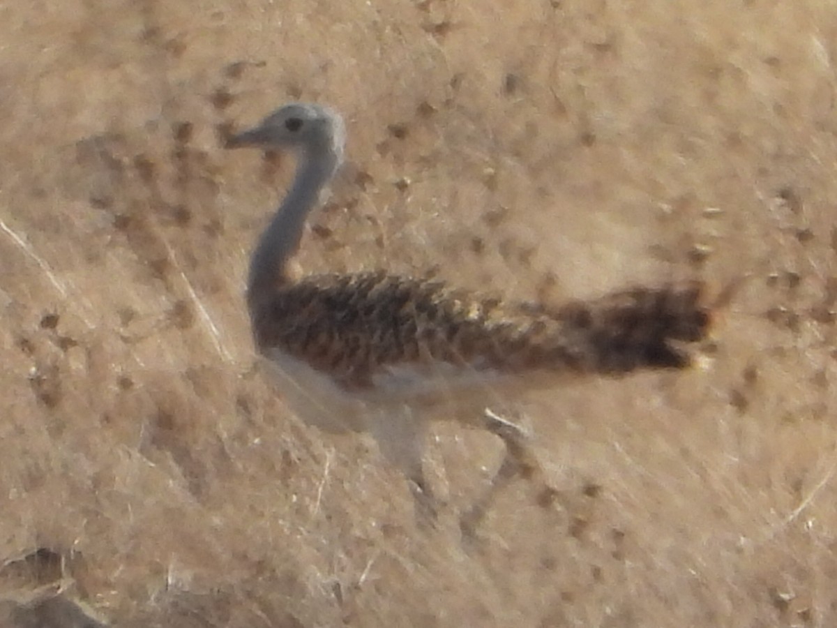 stortrappe - ML644230850