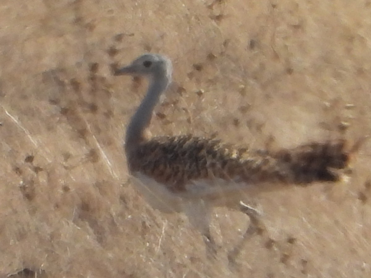 stortrappe - ML644230851