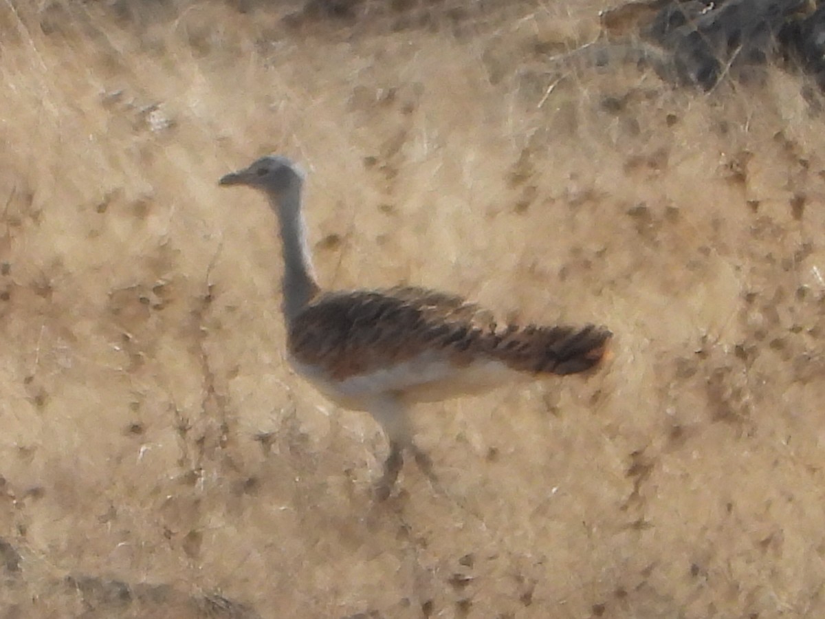 stortrappe - ML644230852