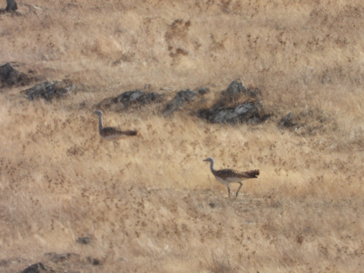 stortrappe - ML644230853