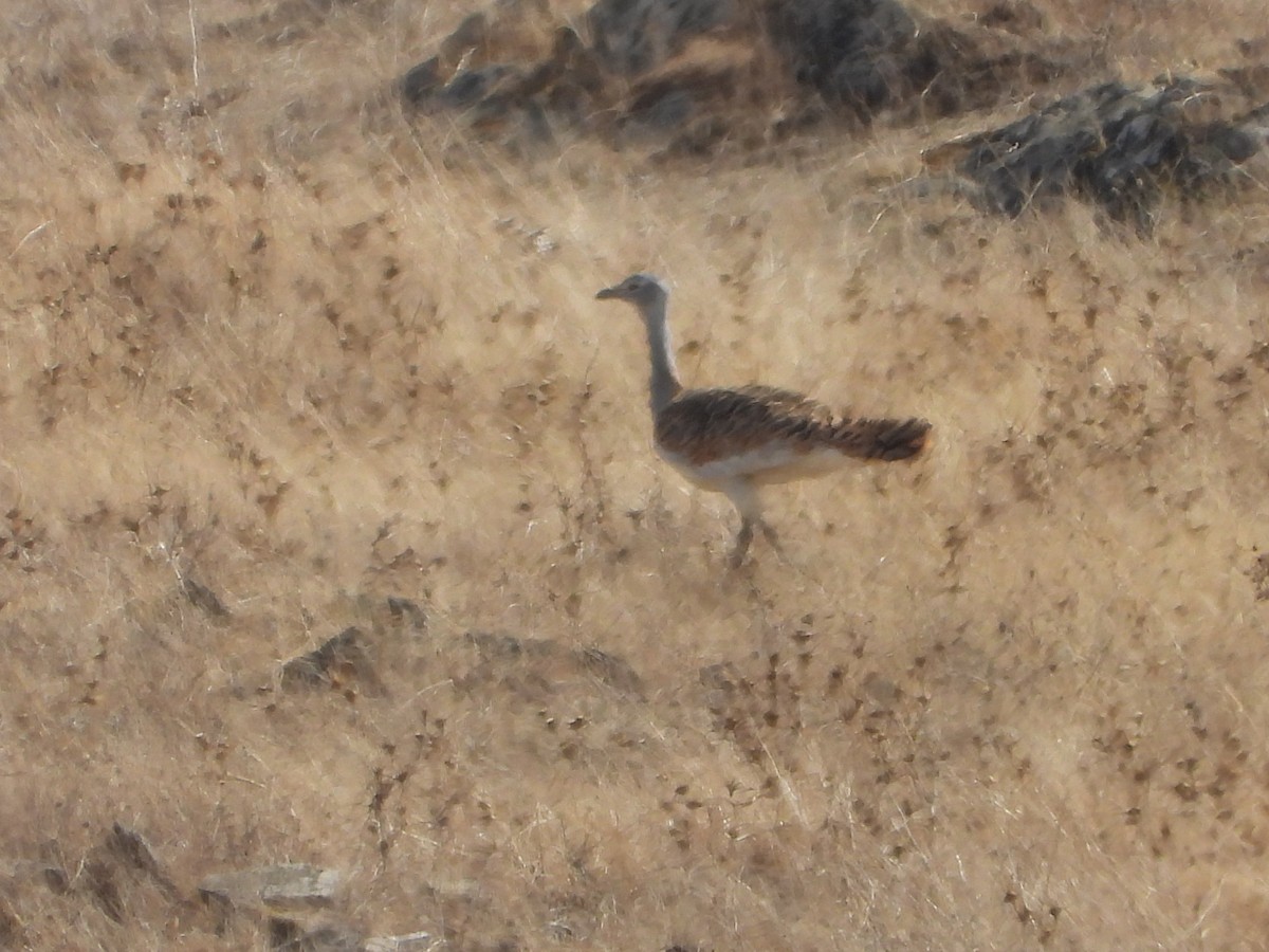 stortrappe - ML644230854