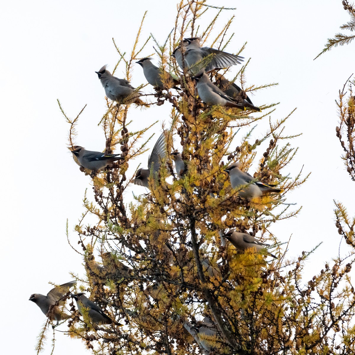 Buztanori boreala - ML644230861