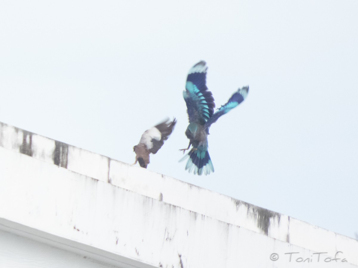 Сиворакша індокитайська - ML644230862