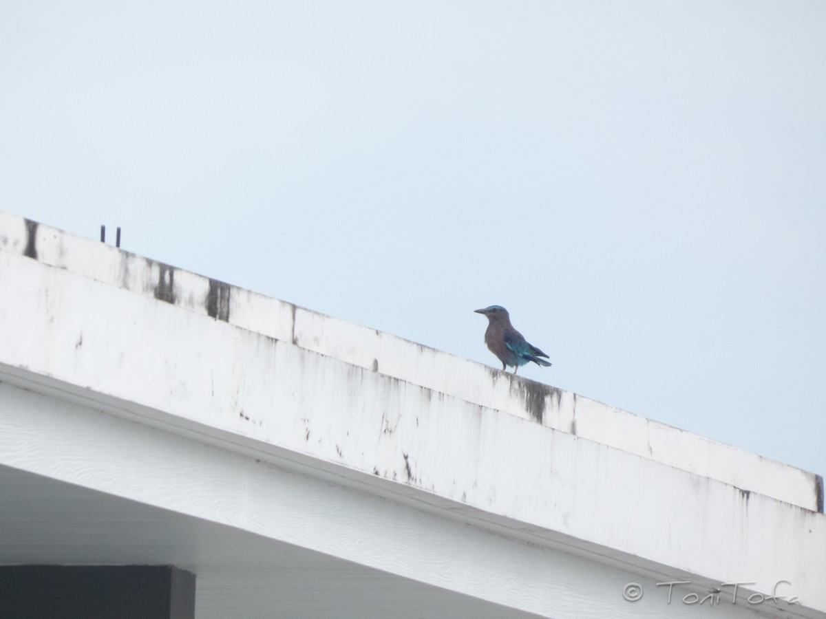 Сиворакша індокитайська - ML644230863