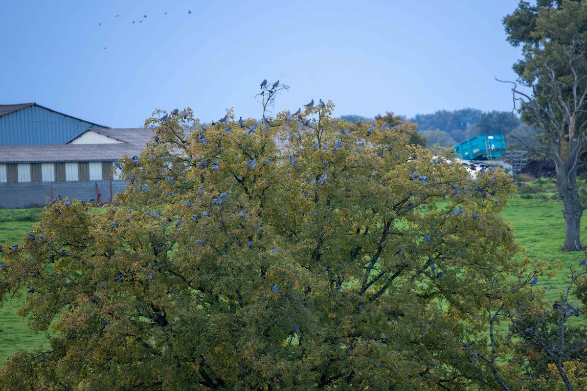 Tahtalı [palumbus grubu] - ML644230867