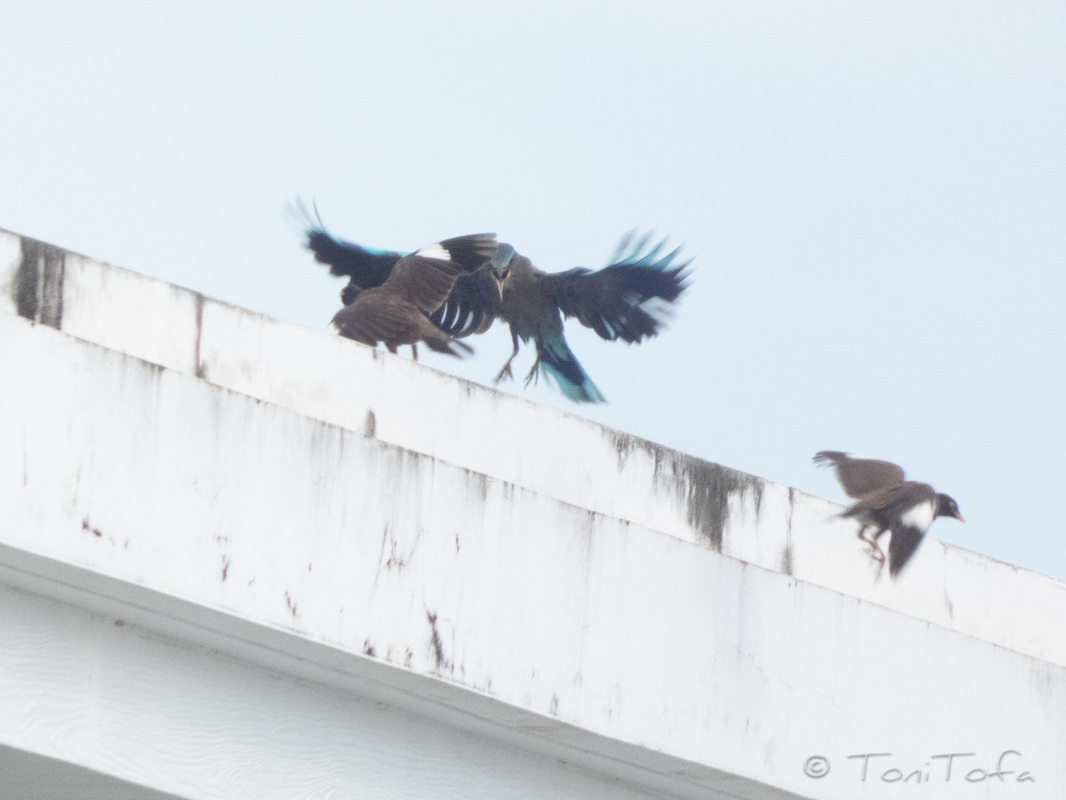 Сиворакша індокитайська - ML644230868