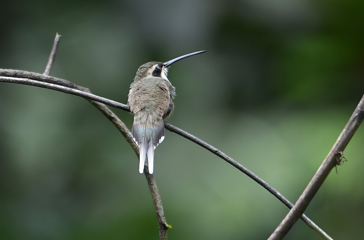 Ermitaño Ventripálido - ML644230871