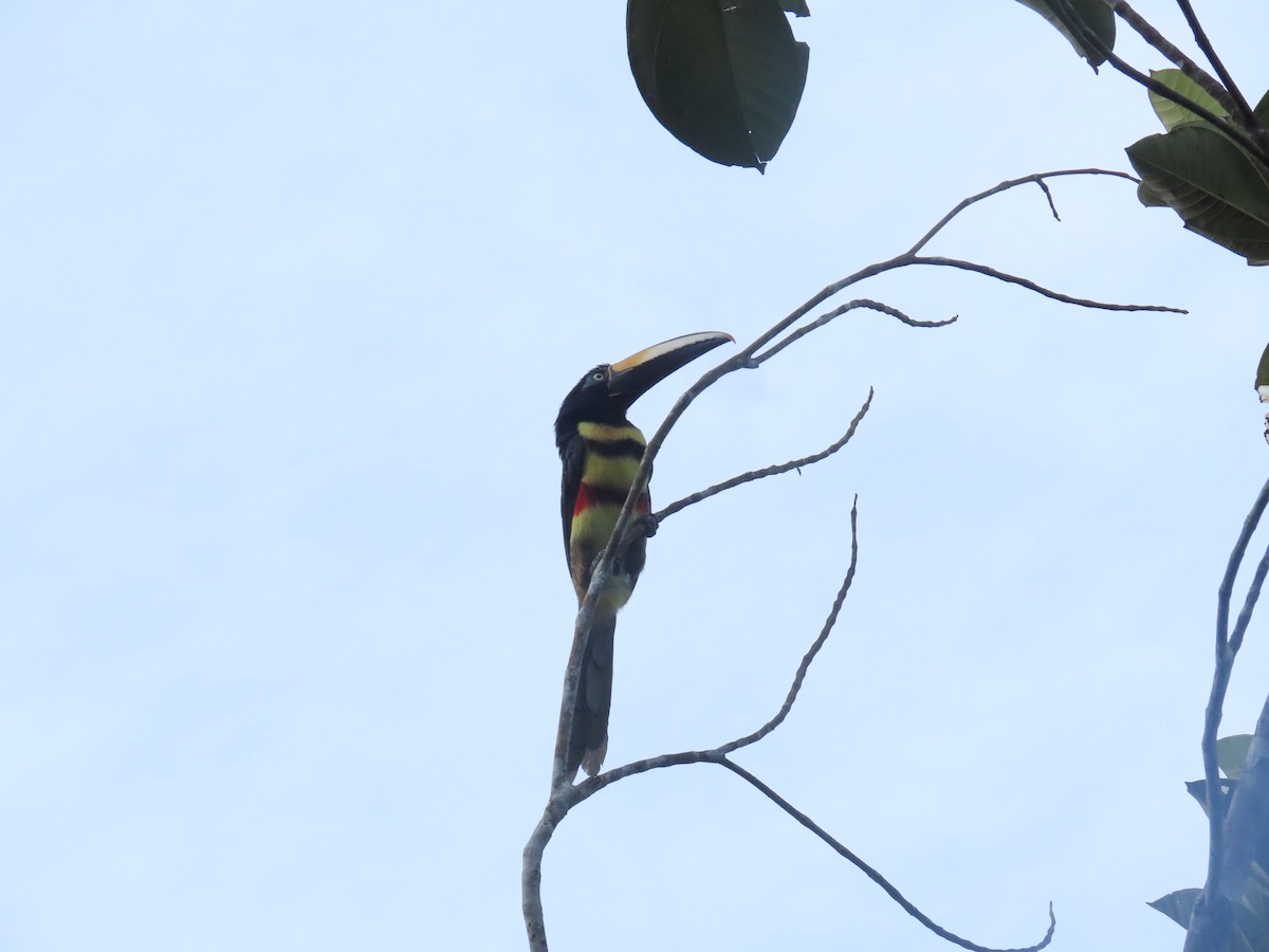 Many-banded Aracari - ML644230897