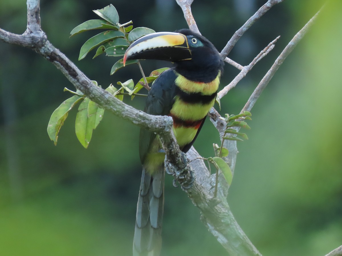 Many-banded Aracari - ML644230898