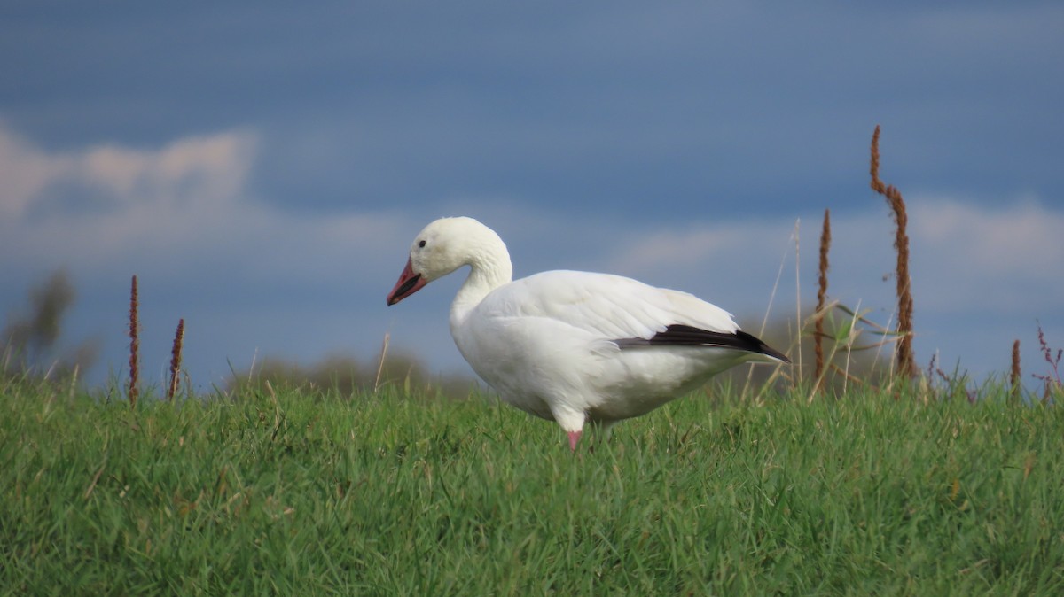 ハクガン - ML644230918