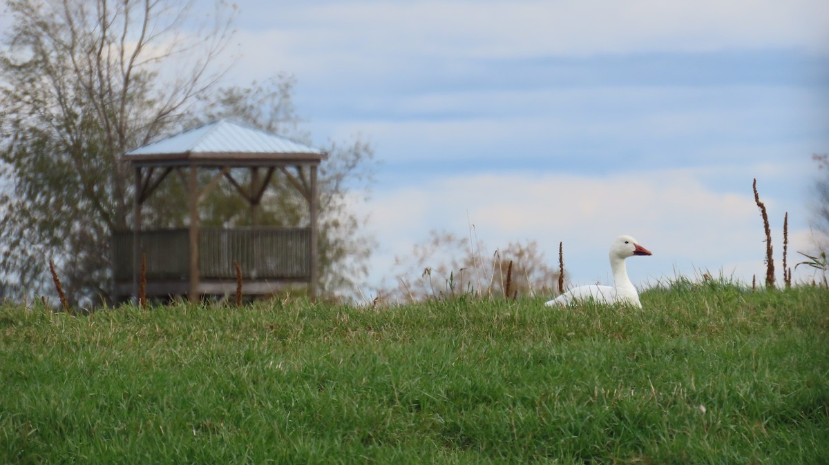 ハクガン - ML644230919