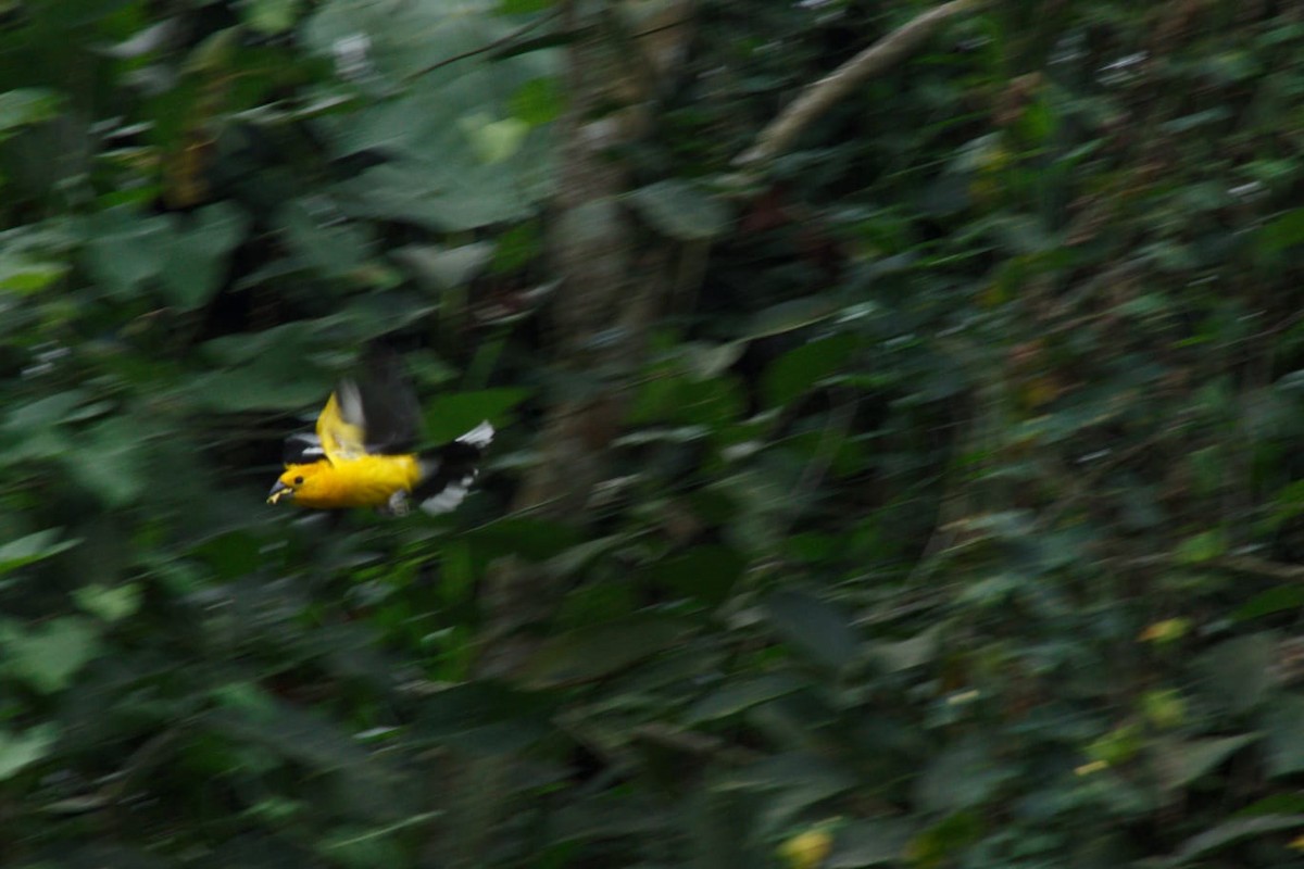 White-edged Oriole - ML644230922