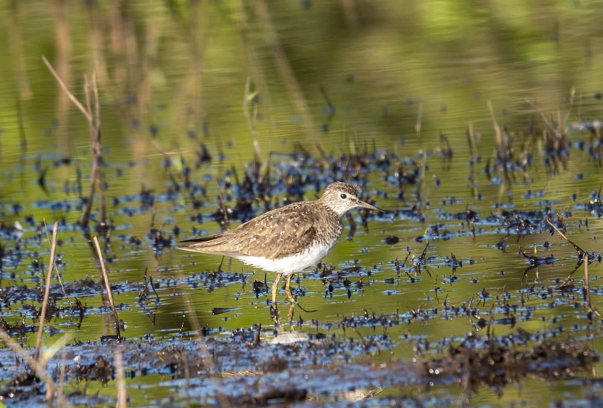 Solitary Sandpiper - ML644230928