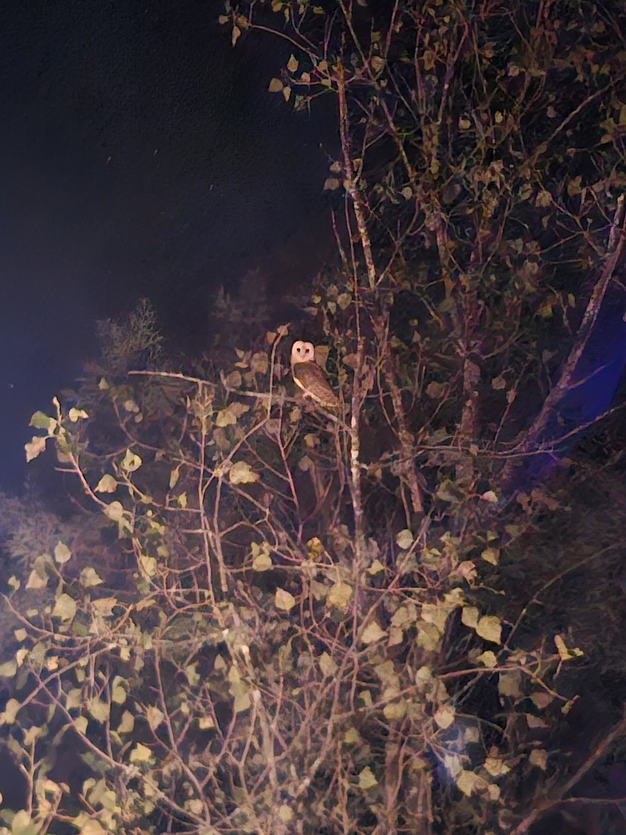 Western Barn Owl - ML644230931