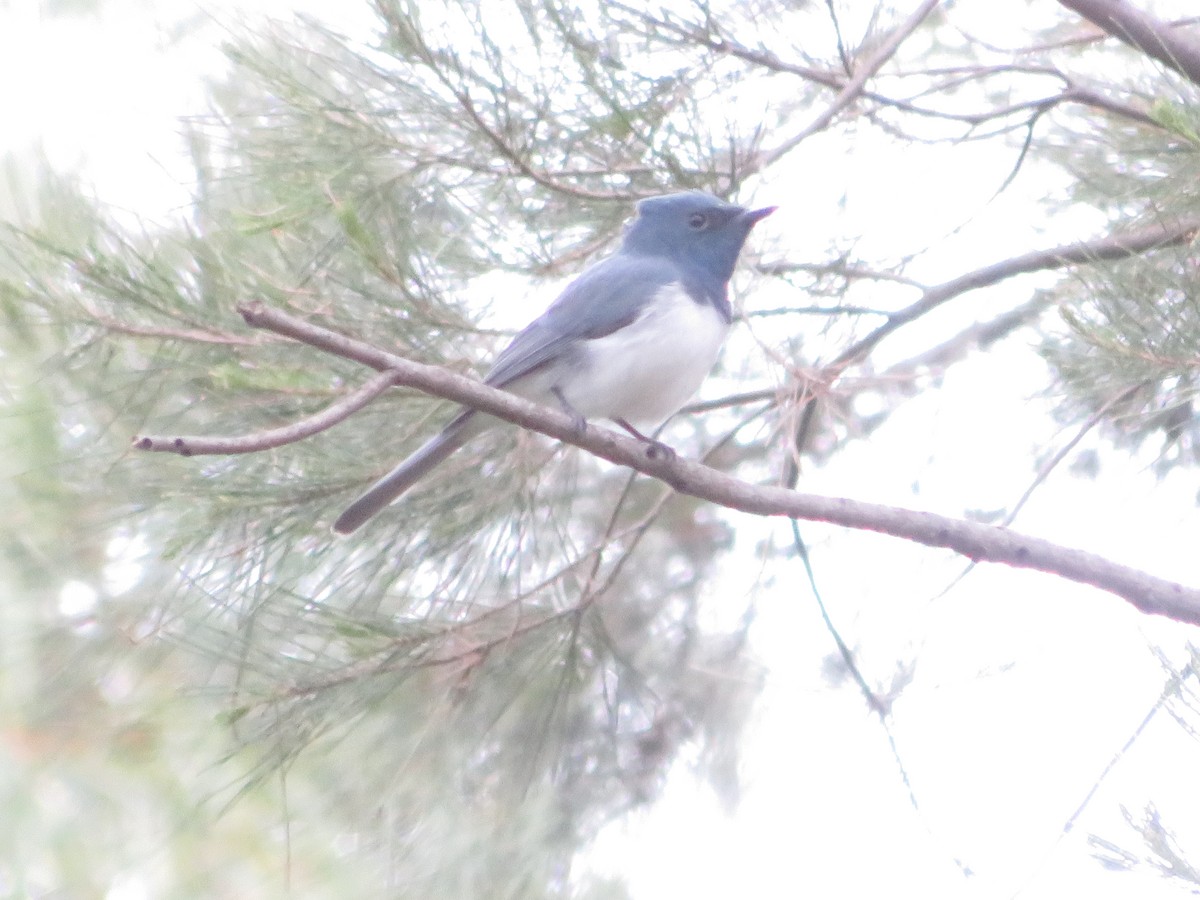 blymonark - ML644230938