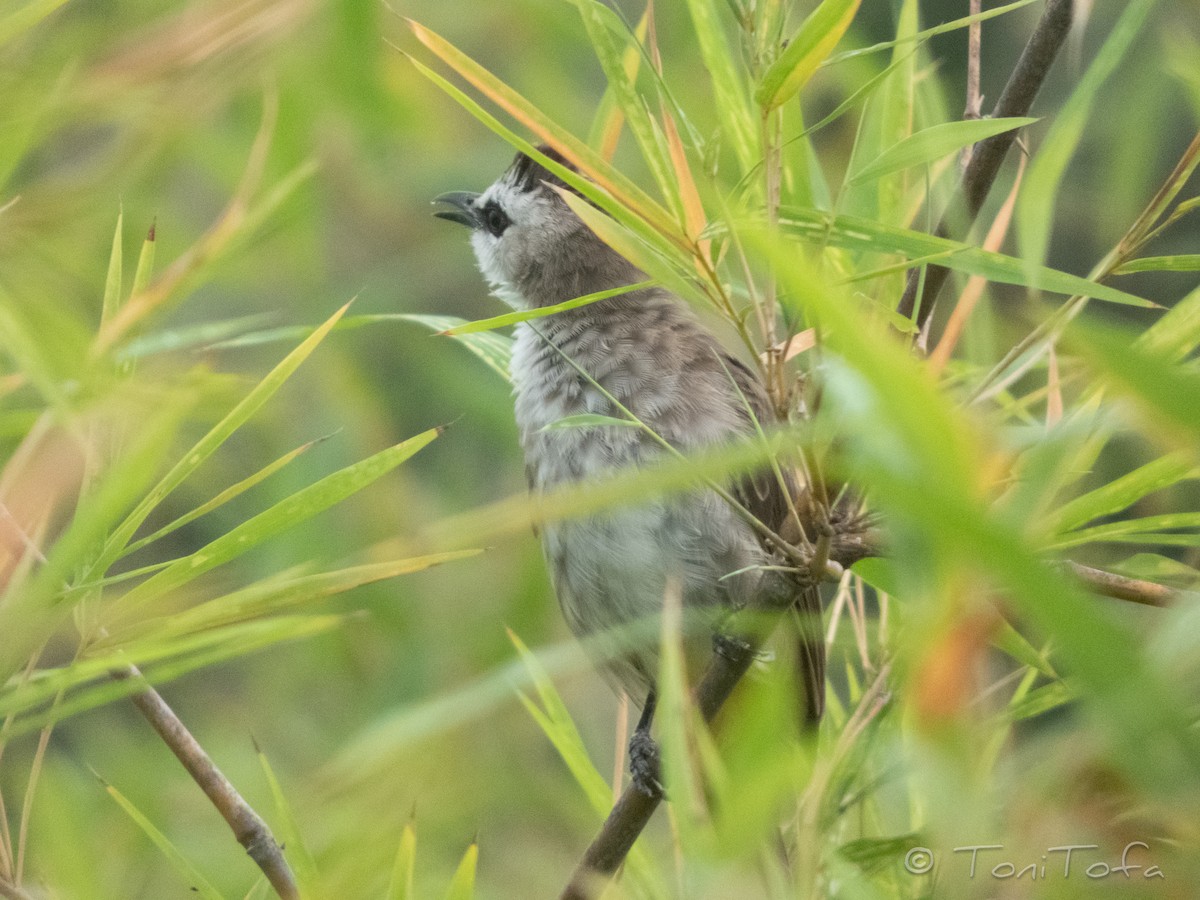 Yellow-vented Bulbul - ML644230955