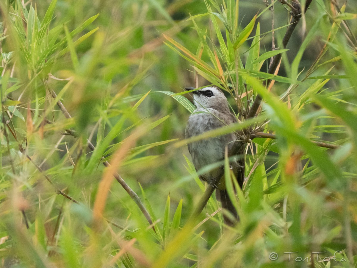Yellow-vented Bulbul - ML644230960