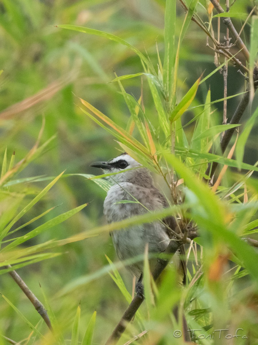 Yellow-vented Bulbul - ML644230962