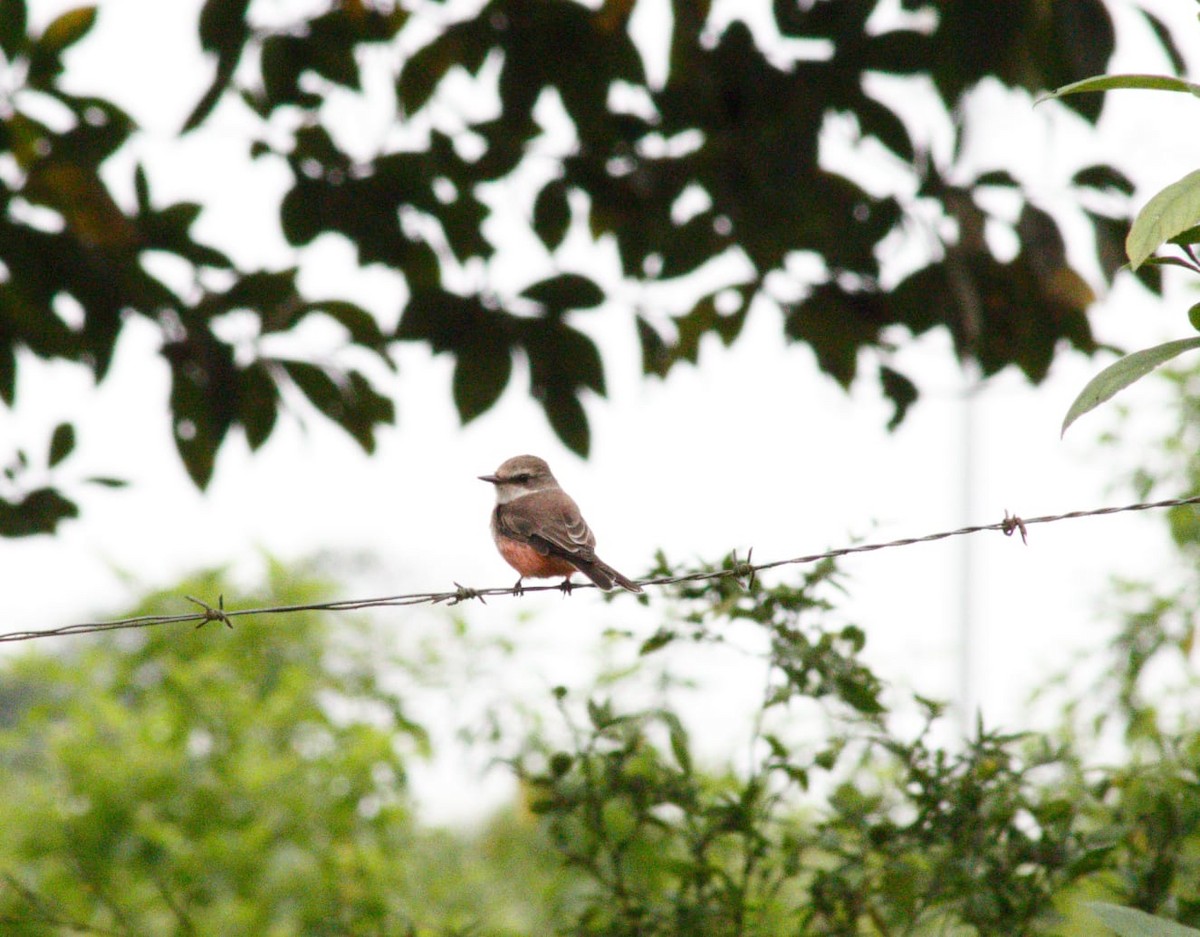Vermilion Flycatcher - ML644230965