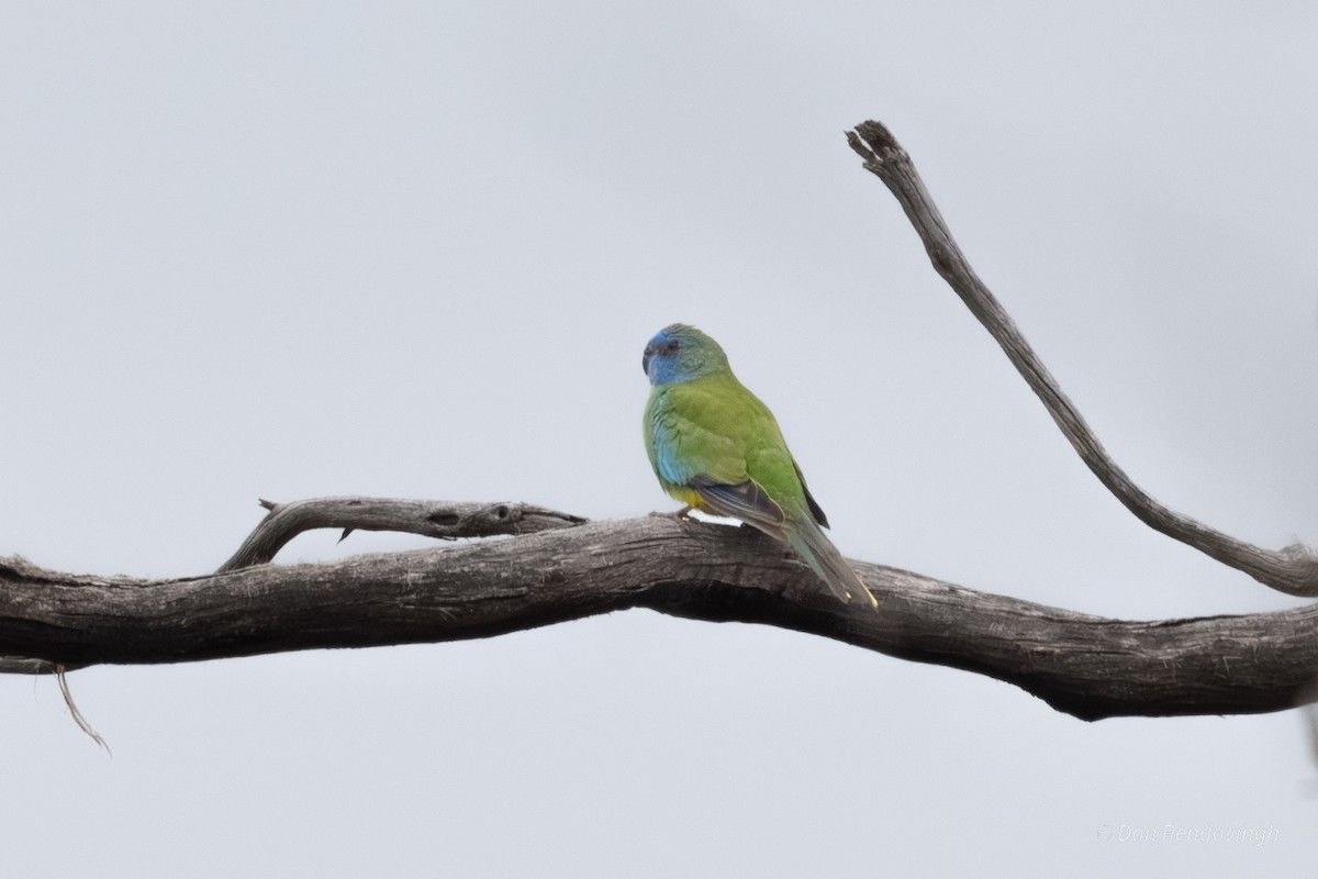 ヒムネキキョウインコ - ML644230968