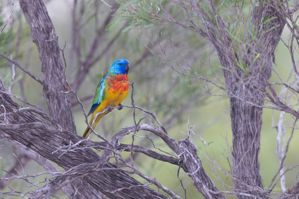 ヒムネキキョウインコ - ML644230970