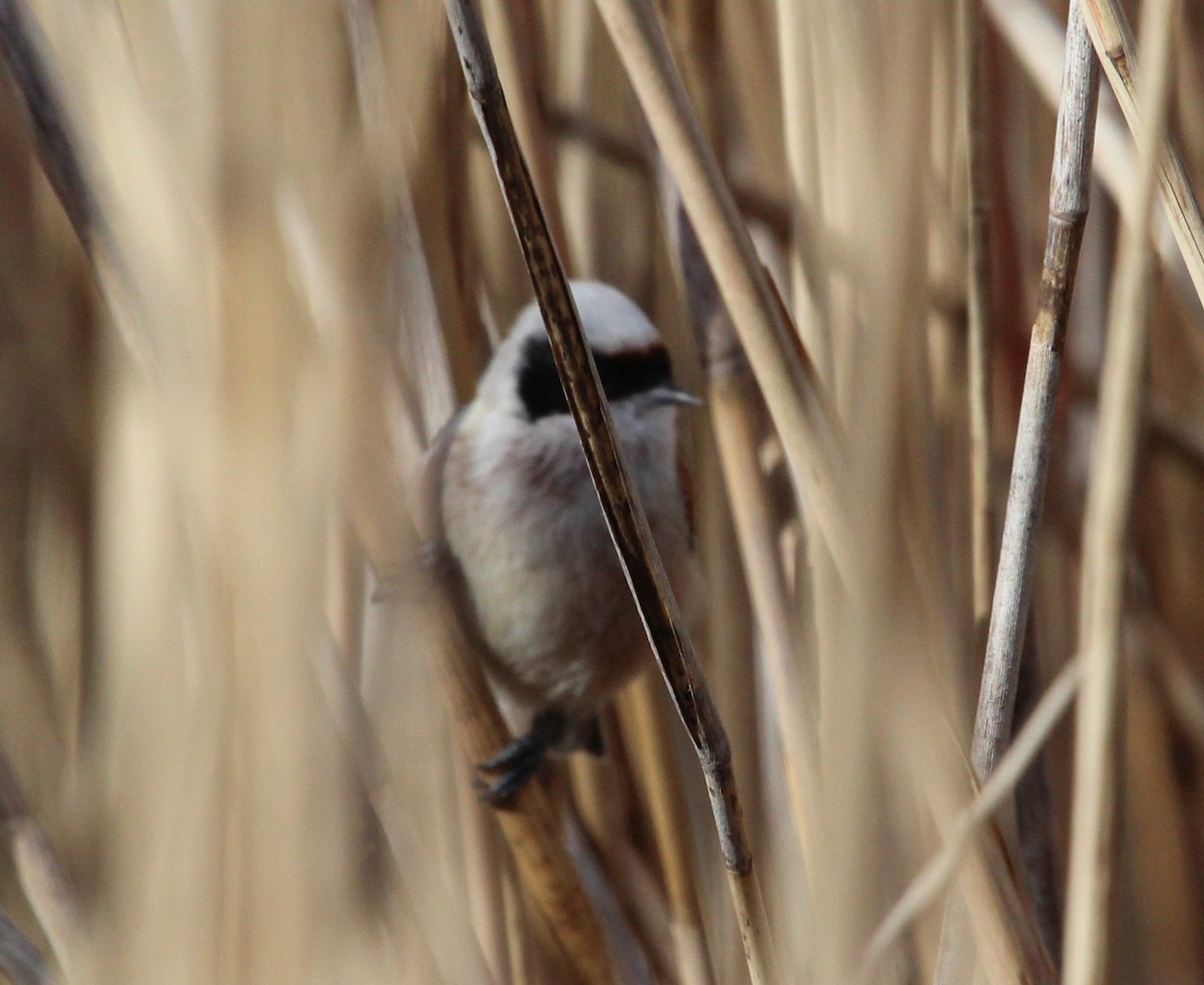 Eurasian Penduline-Tit - ML644230975