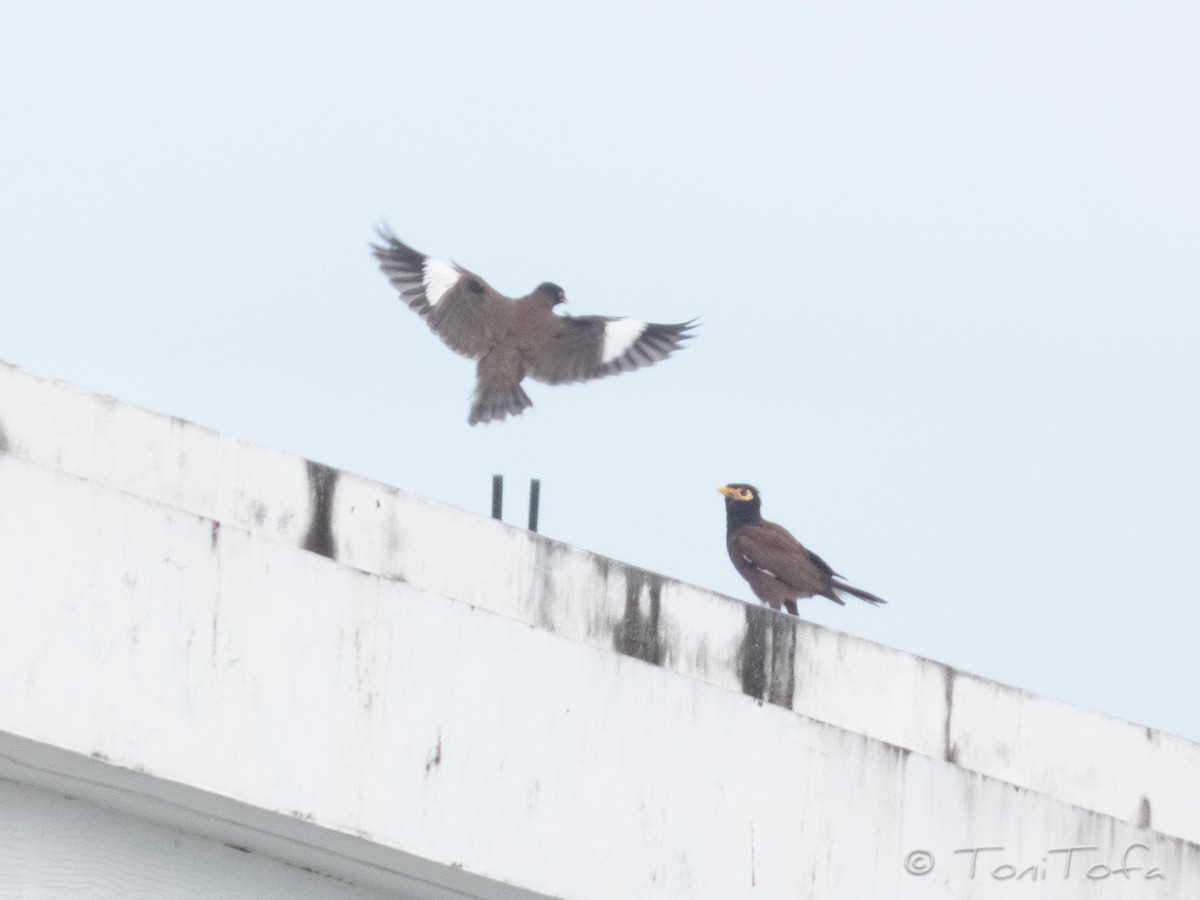 Common Myna - ML644230991