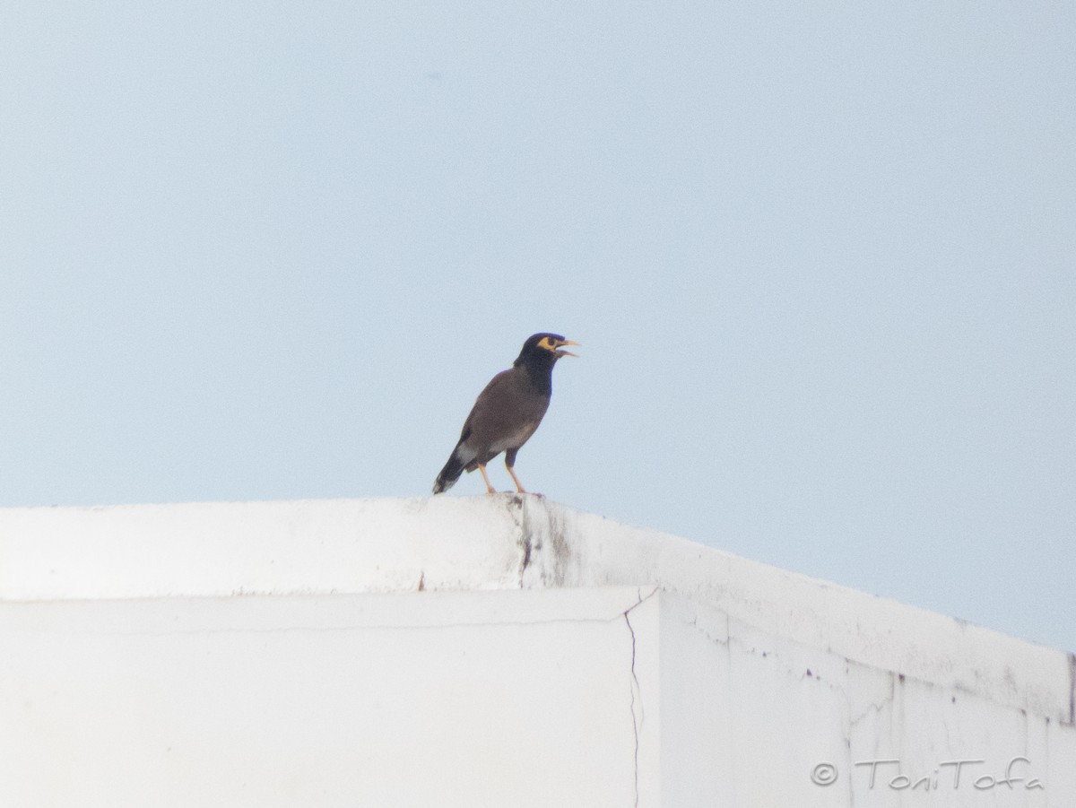 Common Myna - ML644230992