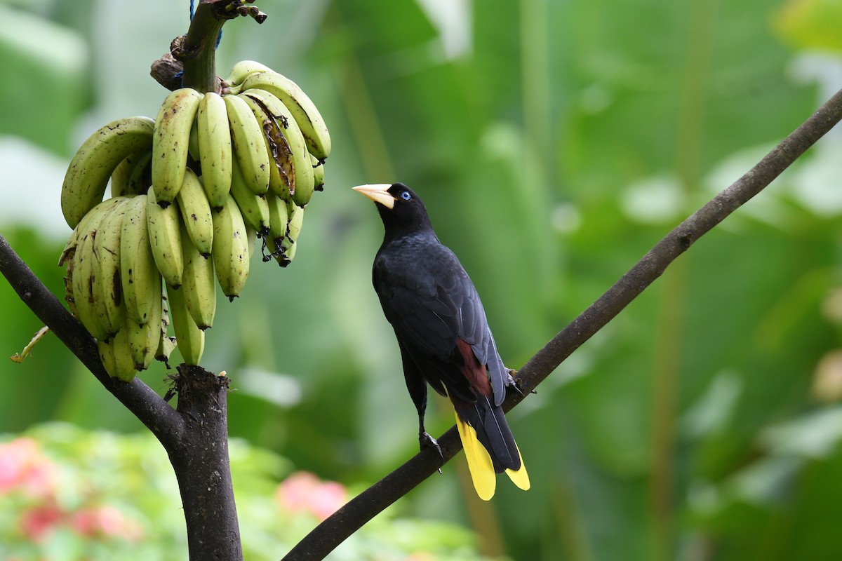 Crested Oropendola - ML644231004