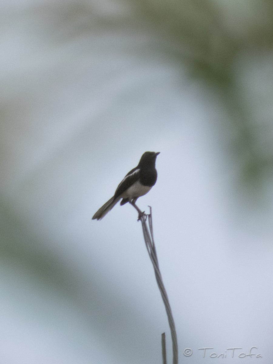 Oriental Magpie-Robin - ML644231005