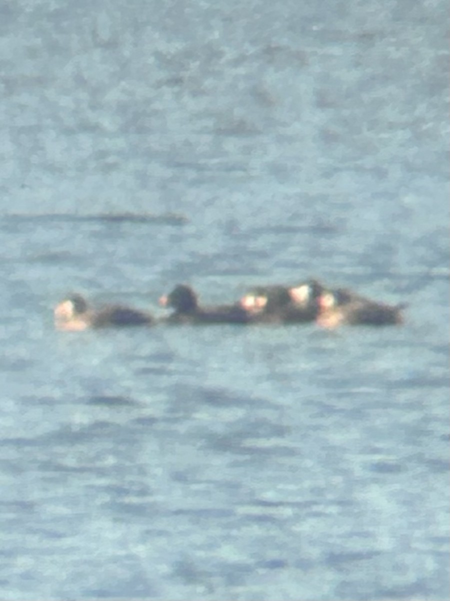 Black Scoter - ML644231031