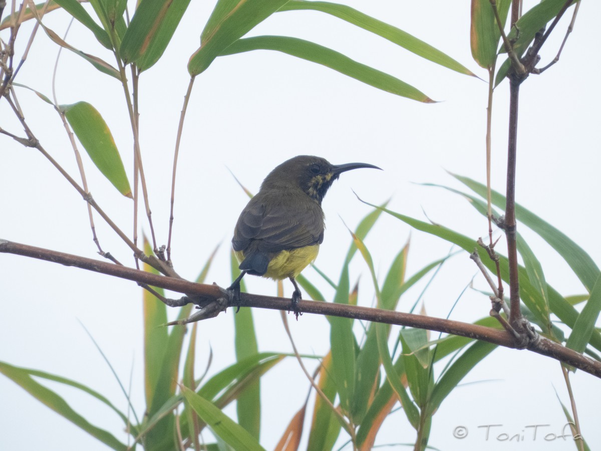 Ornate Sunbird - ML644231033