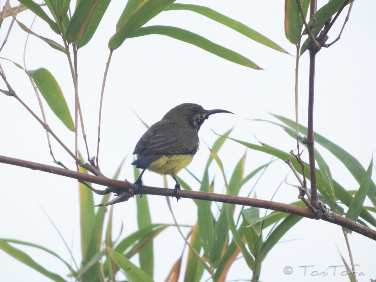 Ornate Sunbird - ML644231034