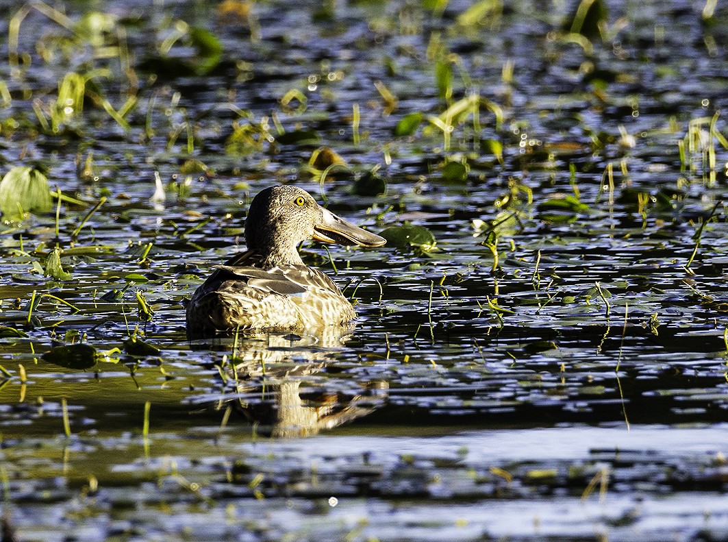 lžičák pestrý - ML644231039