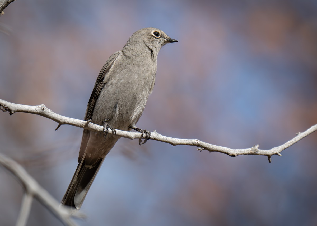Townsend's Solitaire - ML644231054