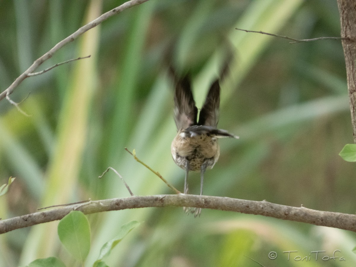 Oriental Magpie-Robin - ML644231070