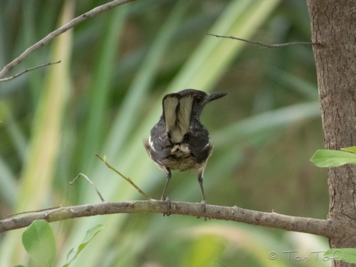 Oriental Magpie-Robin - ML644231071