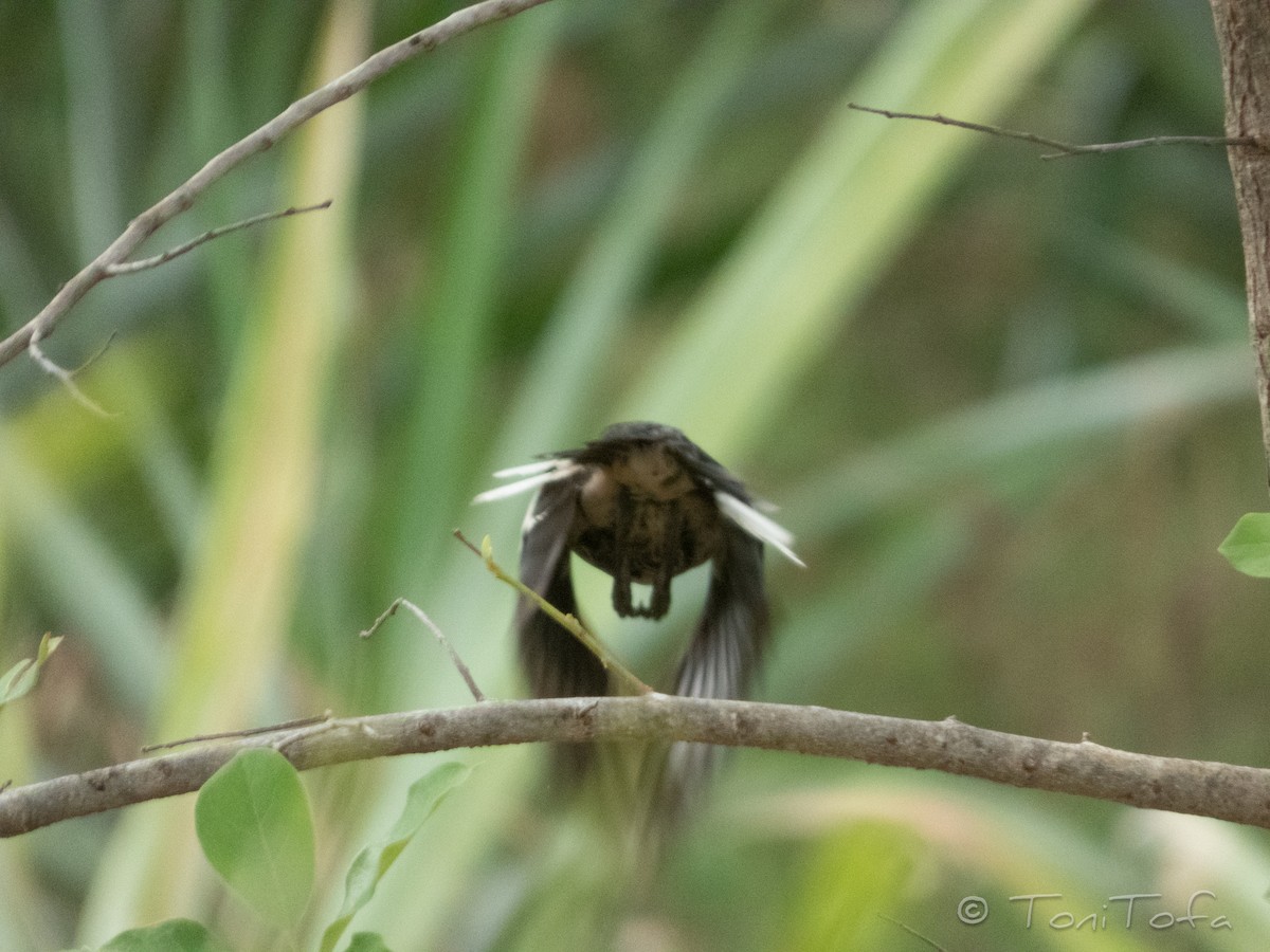 Oriental Magpie-Robin - ML644231072
