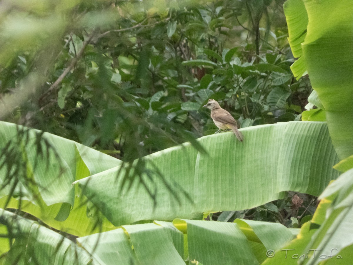 Yellow-vented Bulbul - ML644231087