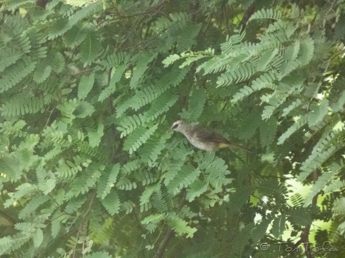Yellow-vented Bulbul - ML644231088