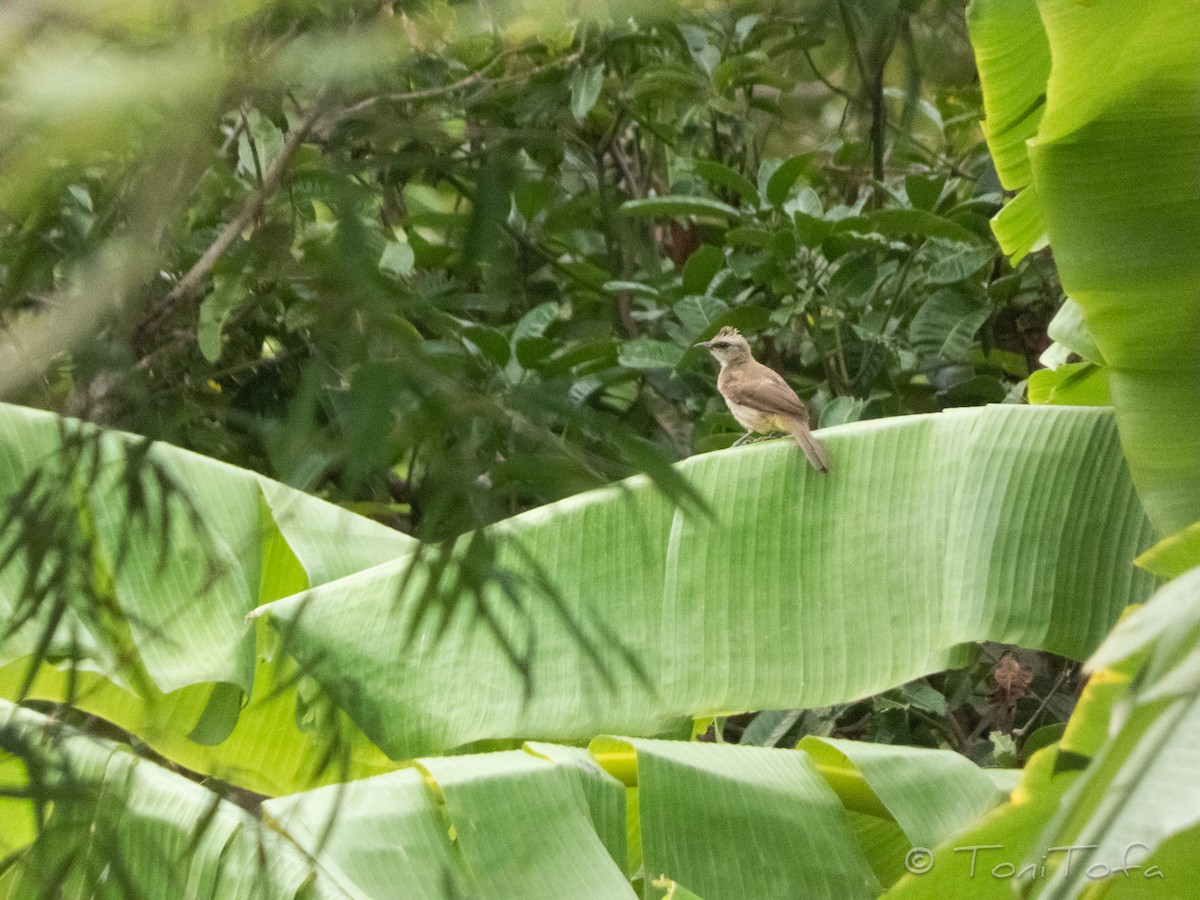Yellow-vented Bulbul - ML644231089