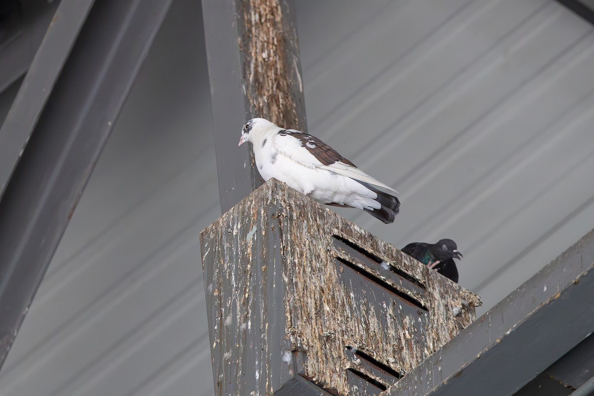 Rock Pigeon (Feral Pigeon) - ML644231098