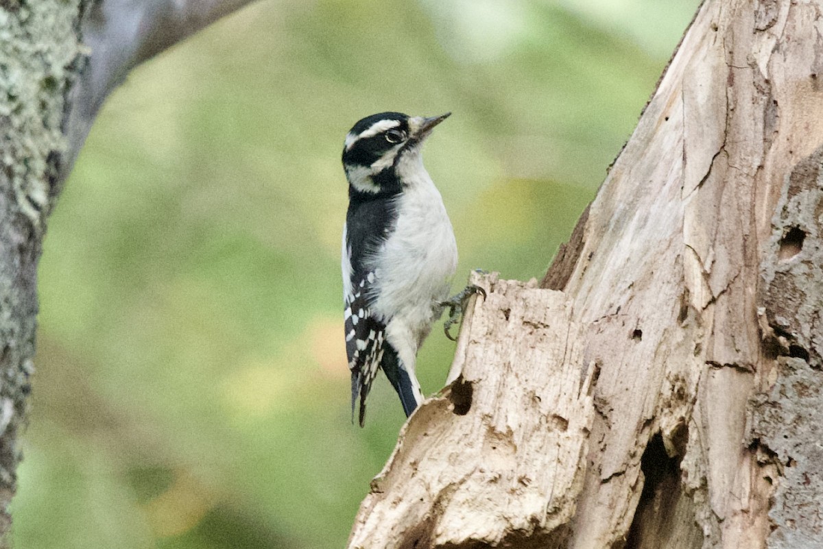 Downy Woodpecker - ML644231101