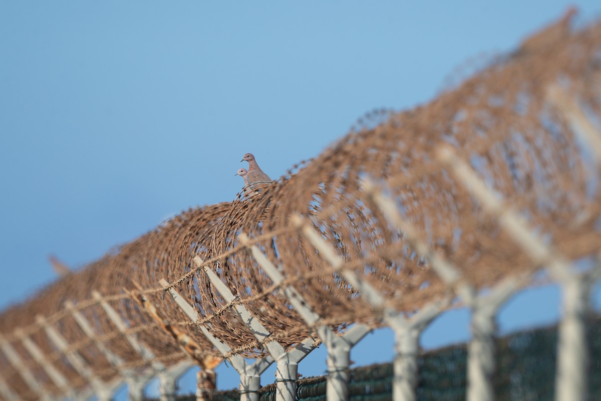 Laughing Dove - ML644231104