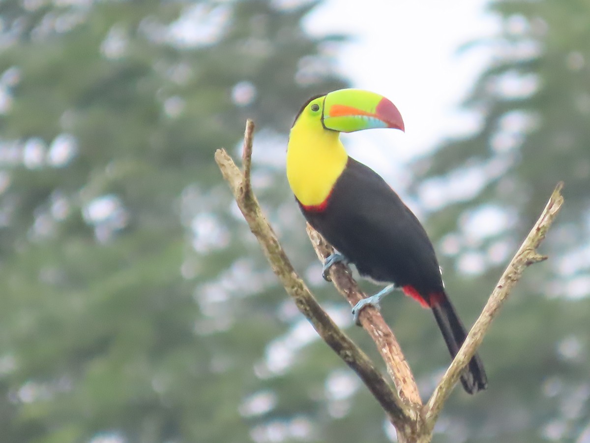 tukan středoamerický - ML644231111