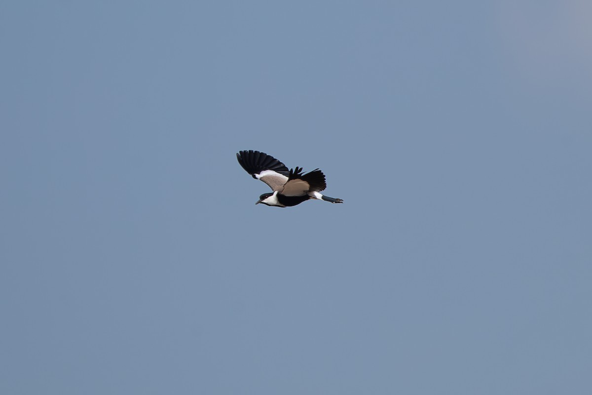 Vanneau à éperons - ML644231115