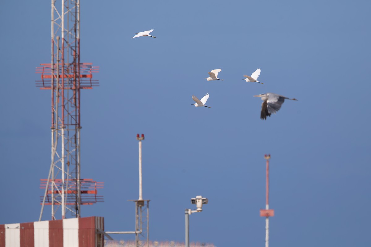 Little Egret - ML644231133